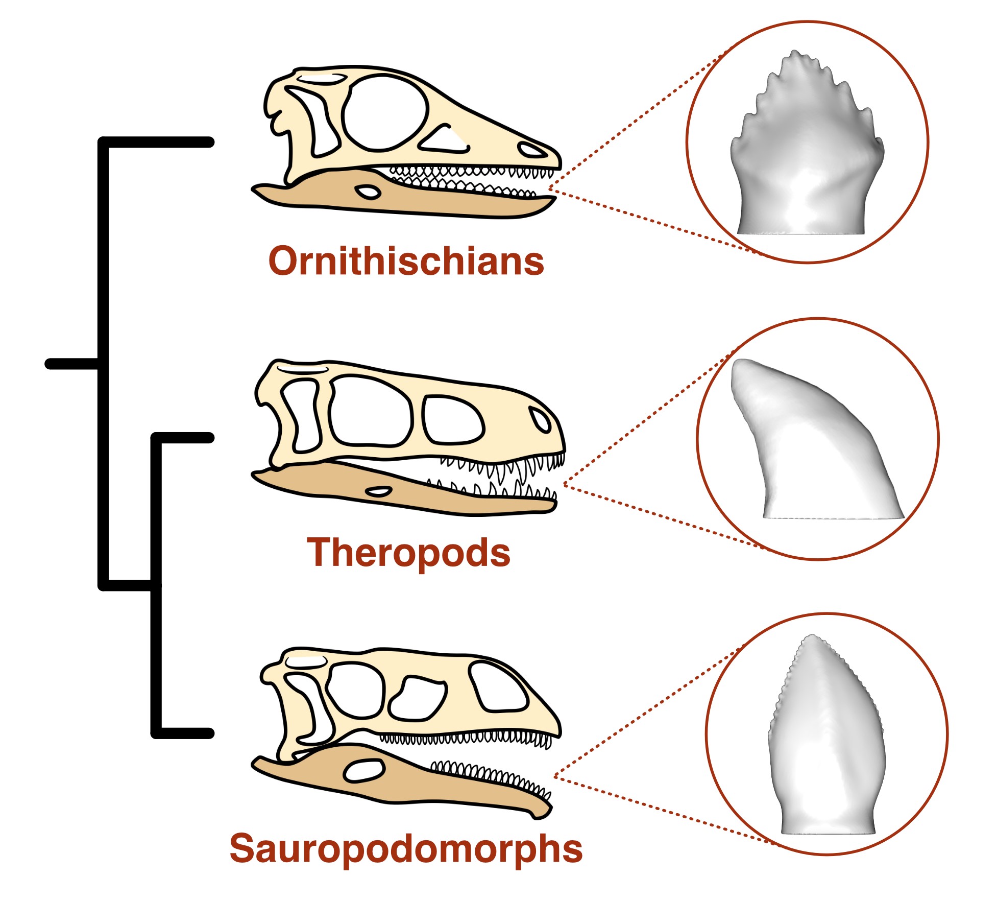 The three main dinosaur lineages and their typical tooth shapes
